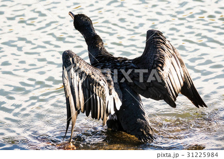 休憩中のカワウ 休憩中のカワウ 31225984