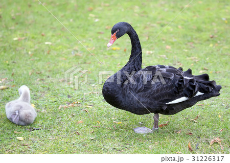 Black Swan in the wild  31226317