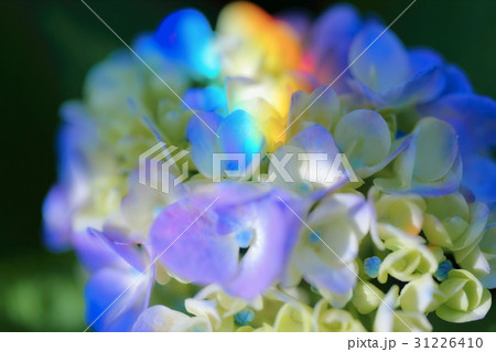 虹色に染まる紫陽花 31226410