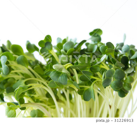 カイワレ大根 野菜 芽 スプラウト カイワレ大根 野菜 芽 スプラウト 31226913
