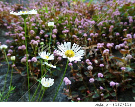 植物　花 31227118