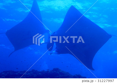 海 写真 海 写真 31227997