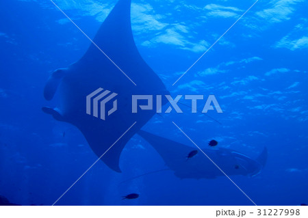 海 写真 海 写真 31227998