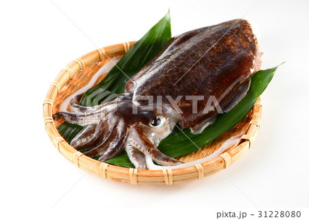 コウイカ コウイカ 31228080