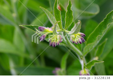 コンフリーの蕾 31228138