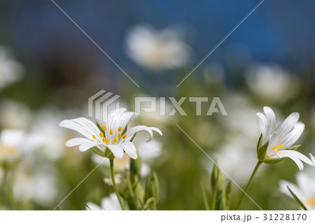 White summer flowers closeup White summer flowers closeup 31228170