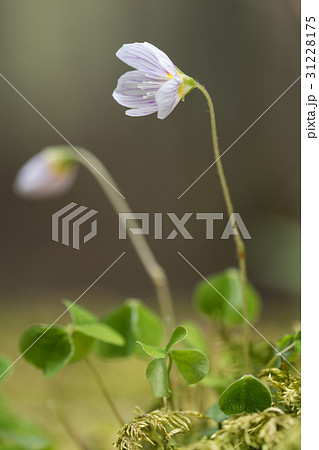 Fragile flower on a mossy forest ground 31228175