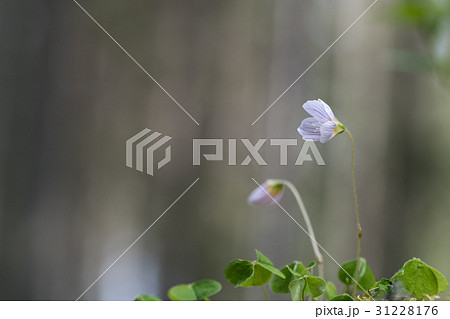 Blossom wood-sorrel flower 31228176