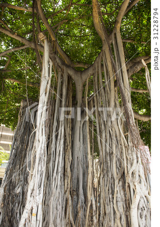 バニヤンツリー バニヤンツリー 31228794