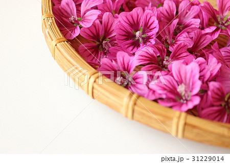 マロウの花 31229014