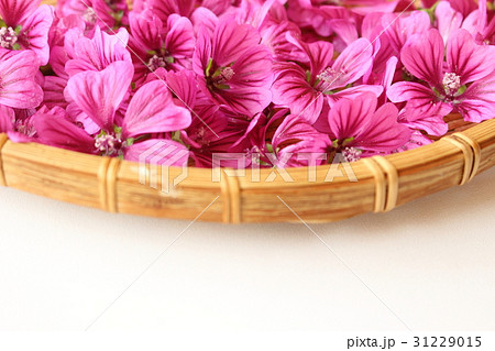 マロウの花 マロウの花 31229015