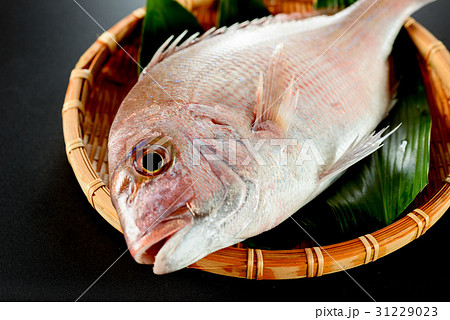 真鯛 真鯛 31229023