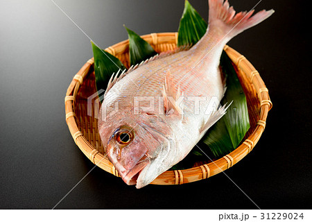 真鯛 31229024