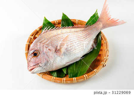 真鯛 31229069