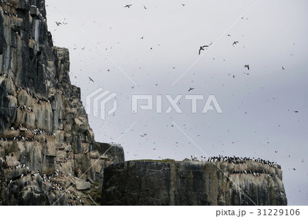 ウミガラス ウミガラス 31229106