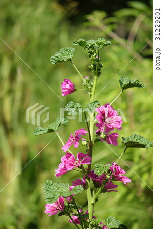 マロウ マロウ 31229201