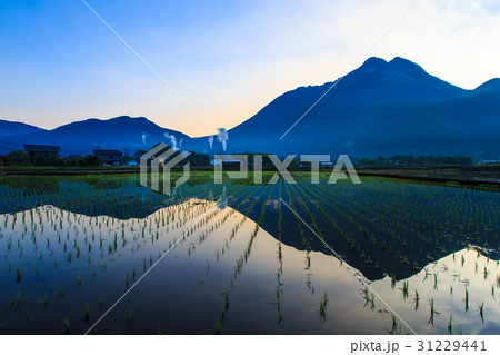 湯布院の夜明け　田植え　田園風景 31229441