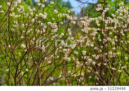 ミツマタの花 31229496