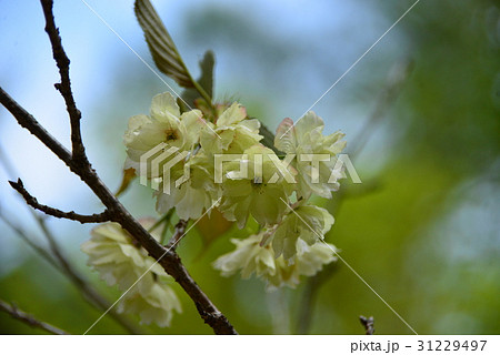 グリーンの桜 31229497
