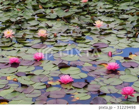 睡蓮 31229498