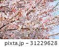 浜松市浜北区の桜 31229628