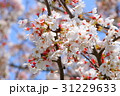 浜松市浜北区の桜 31229633