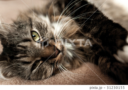 Gray kitten cat with stripped fur chest Gray kitten cat with stripped fur chest 31230155