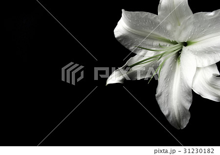 White lily on a black background 31230182