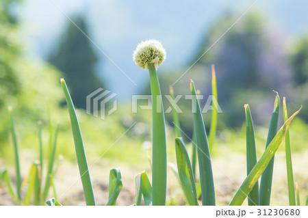 ねぎ坊主 31230680