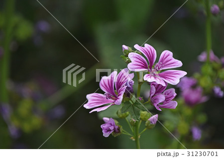 ゼニアオイ（銭葵） 31230701