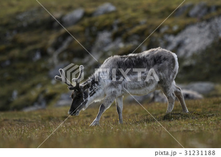 レインディア 31231188