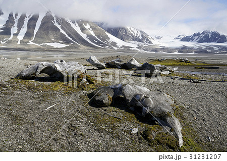 クジラの骨 クジラの骨 31231207