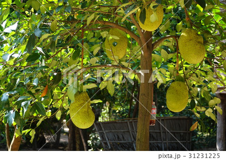 ジャックフルーツ 31231225