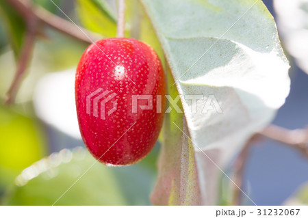 ビックリグミ 31232067