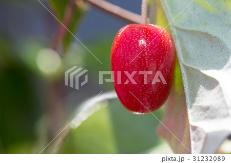 ビックリグミ 31232089