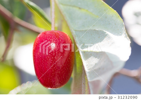 ビックリグミ 31232090