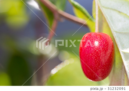 ビックリグミ 31232091