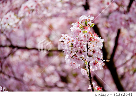 花 フラワー お花 31232641