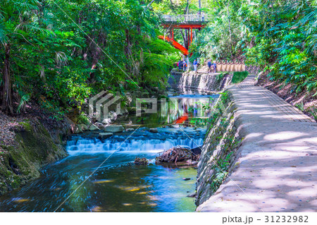 東京　等々力渓谷の風景 31232982