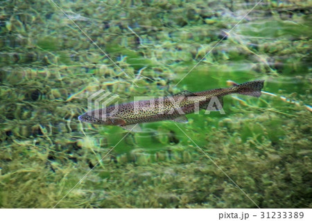 Rainbow trout in the water of the clear lake Rainbow trout in the water of the clear lake 31233389