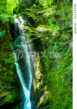 《東京都》海沢渓谷・大滝《奥多摩》 31233590