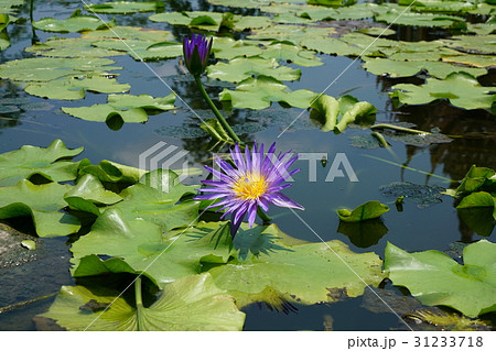 睡蓮の池、スイレンの池(Pond of Water Lily) 睡蓮の池、スイレンの池(Pond of Water Lily) 31233718