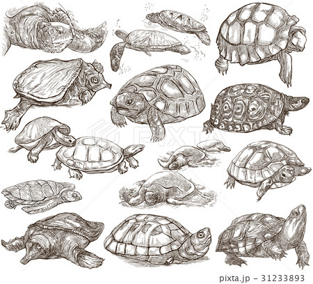 Turtles - collection of hand drawings, freehands 31233893