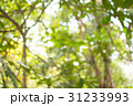 Abstract nature blur background blurred tree  31233993