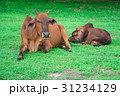 animal red calf child cow farm agriculture on gras 31234129