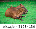 animal red calf child cow farm agriculture on gras 31234130