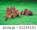 animal red calf child cow farm agriculture on gras 31234131