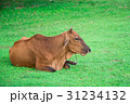 animal red calf child cow farm agriculture on gras 31234132