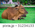 animal red calf child cow farm agriculture on gras 31234133