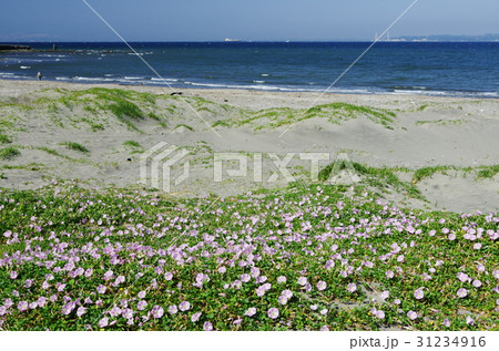 千葉県富津市大貫海岸の浜昼顔 31234916